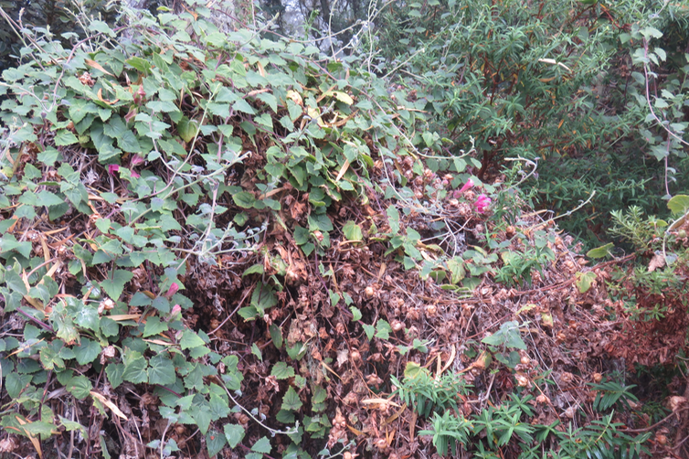 Lophospermum erubescens - Liane trompette -  Plantaginaceae
