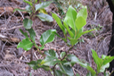 ??? Ocotea obtusata - Bois de cannelle marron - Lauracée - I