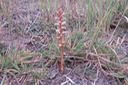 Orobanche minor - OROBANCHACEE - Indigène ?