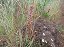 Orobanche minor - OROBANCHACEE - Indigène ?