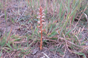 Orobanche minor - OROBANCHACEE - Indigène ?