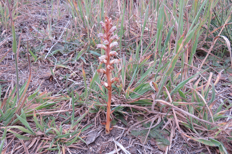 Orobanche minor - OROBANCHACEE - Indigène ?