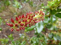 P1400997