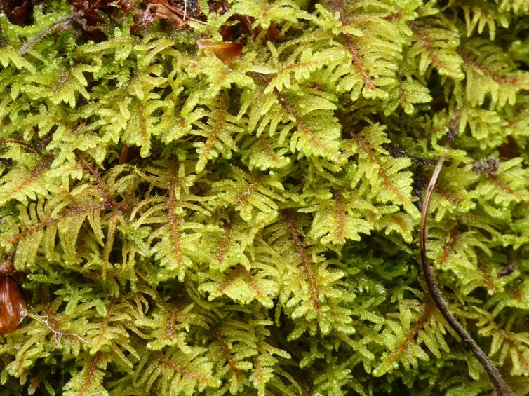 P1410096-1