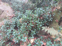 Peperomia elliptica - Piperaceae - Endémique de La Réunion et de l'île Maurice