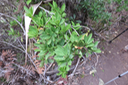 Pittosporum Senacia reticulatum - Bois de Joli cœur des Hauts  - Pittosporaceae