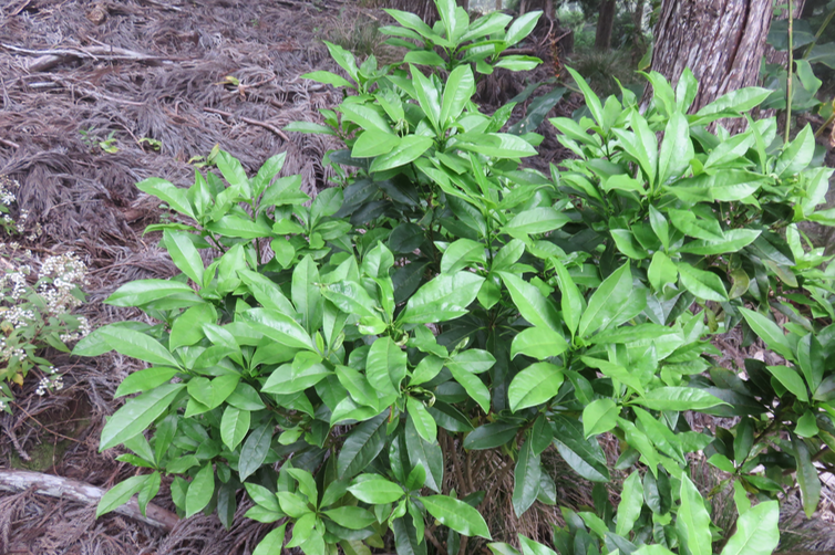 Pittosporum Senacia reticulatum - Bois de Joli cœur des Hauts  - Pittosporaceae