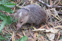 Tenrec ecaudatus - Tangue ou Hérisson malgache - Tenrecidae
