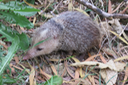 Tenrec ecaudatus - Tangue ou Hérisson malgache - Tenrecidae