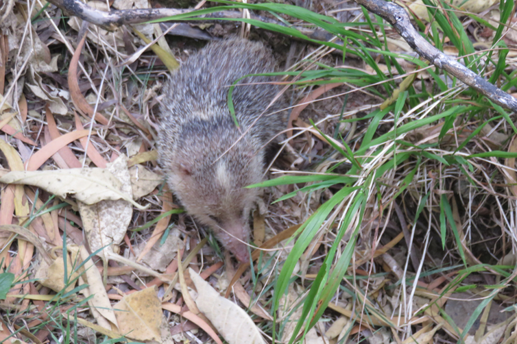 Tenrec ecaudatus - Tangue ou Hérisson malgache - Tenrecidae