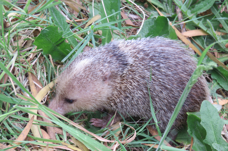 Tenrec ecaudatus - Tangue ou Hérisson malgache - Tenrecidae