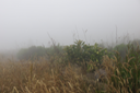 troncs de Cryptomeria abattus par un cyclone