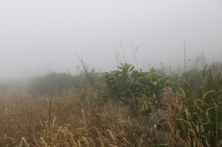 troncs de Cryptomeria abattus par un cyclone