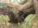 Vieux Forgesia racemosa - Bois de Laurent Martin - Escalloniacée