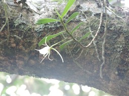 11 Ti faham, Angraecum expansum 