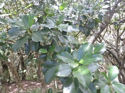 12 Gros bois d'oiseau, claoxylon glandulosum 