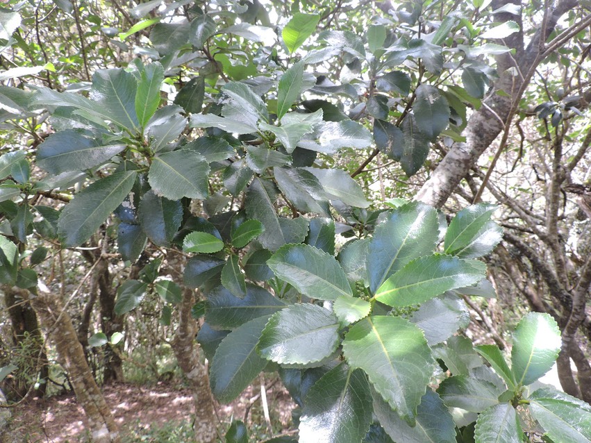 12 Gros bois d'oiseau, claoxylon glandulosum 