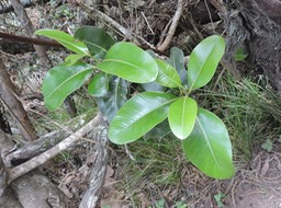 13 Bois de fer bâtard, Sideroxylon borbonica 775