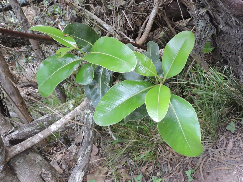 13 Bois de fer bâtard, Sideroxylon borbonica 775
