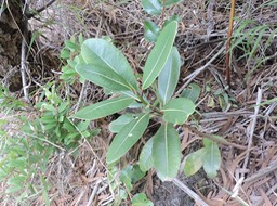 16 Bois de fer bâtard, Sideroxylon borbonica 