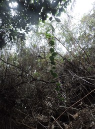 17 Liane croc de chien, Smilax anceps  