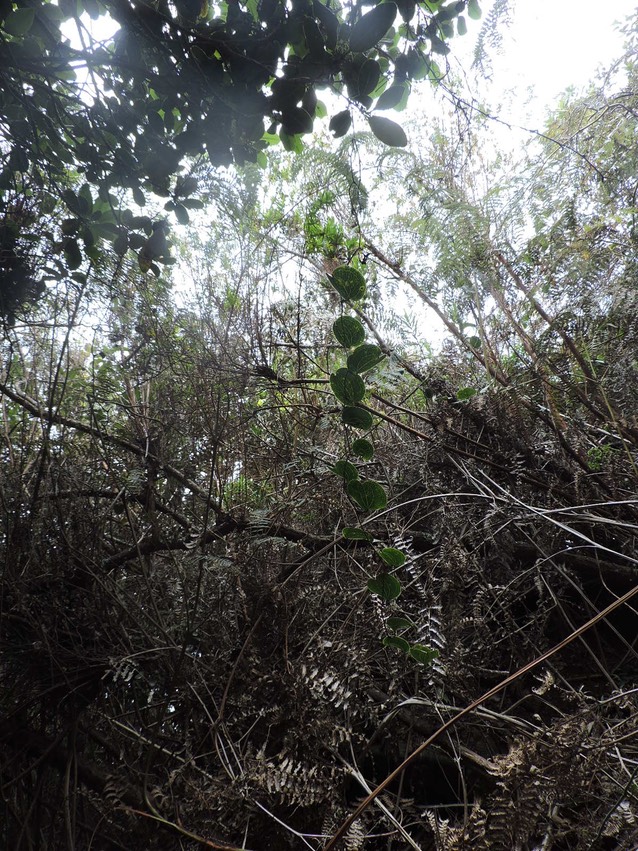 17 Liane croc de chien, Smilax anceps  
