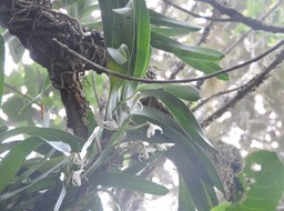 20 Jumellea triquetra 
