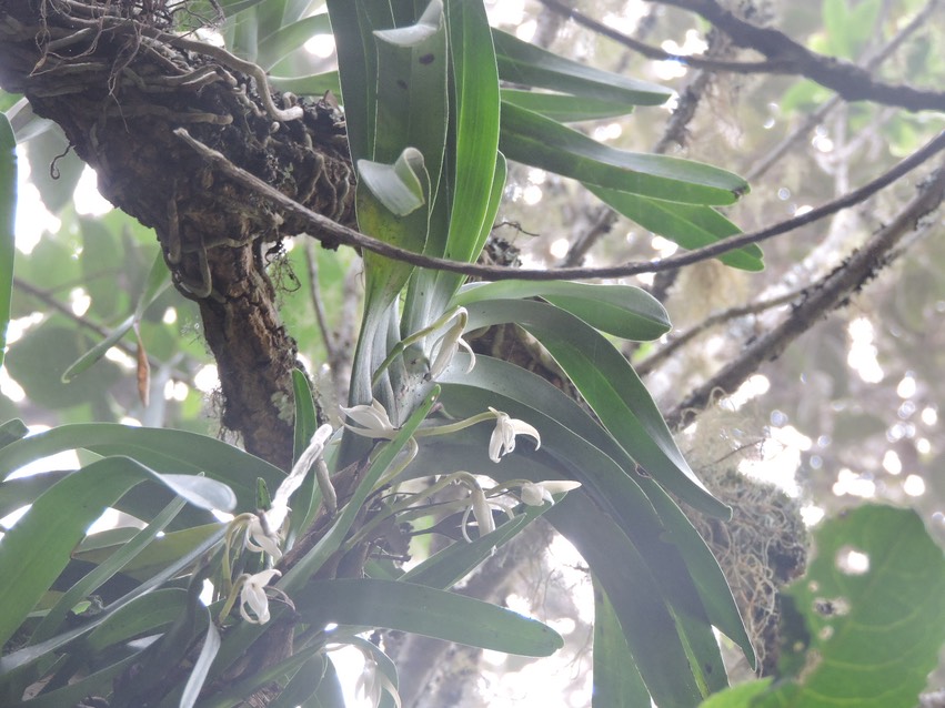 20 Jumellea triquetra 