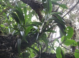 22 Jumellea triquetra 