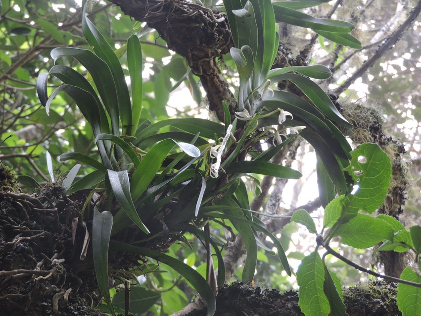 22 Jumellea triquetra 