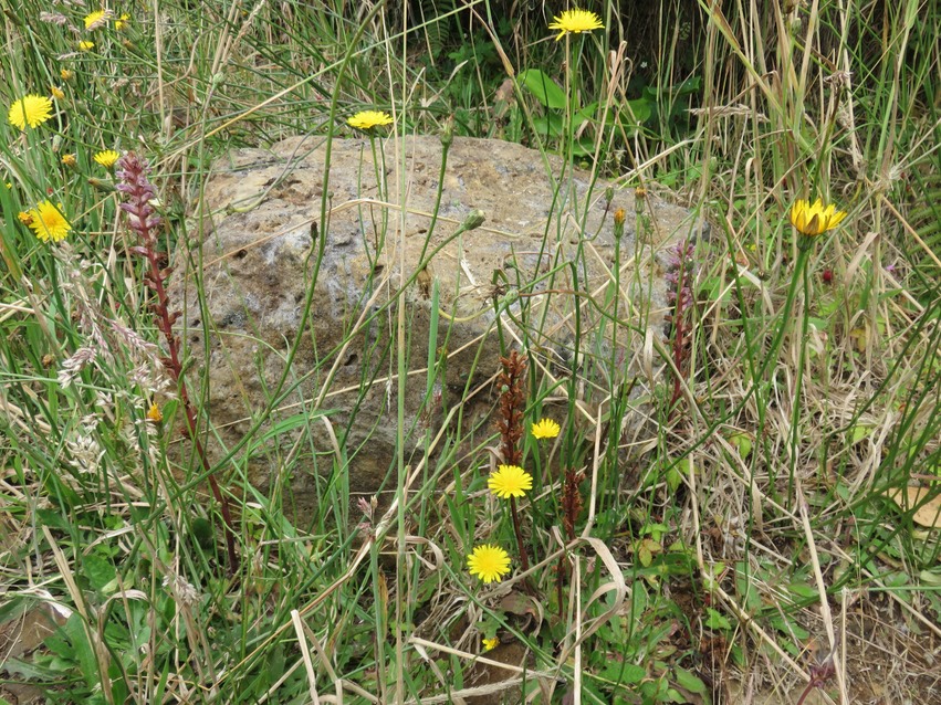 5 Orobanche minor - OROBANCHACEE - Indigène ?