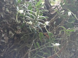 Angraecum expansum - Ti-Faham - EPIDENDROIDEAE - Indigène Mascareignes