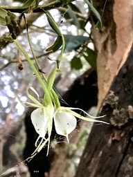 Angraecum expansum .Ti faham .orchidaceae .indigène Mascareignes ;IMG_1590