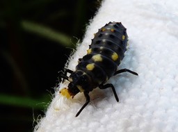 cette larve de coccinelle prefe re les pucerons aux psylles