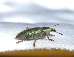 Cratopus sumptuosus .P1690182