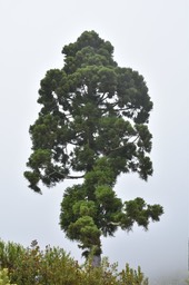 Cryptomeria japonica - Cryptomeria - TAXODIACEAE - Japon, Chine