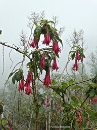 Fuchsia boliviana .fuchsia à grandes fleurs.fuchsia de Bolivie. onagraceae. espèce envahissante .P1690305