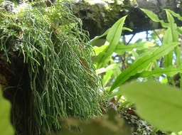 Huperzia ophioglossoides - Fougère épaulette - LYCOPODIACEAE - Indigène réunion Maurice