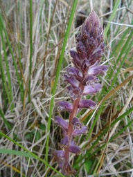 Orobanche minor - OROBANCHACEAE - Europe, potetiellement envahissante