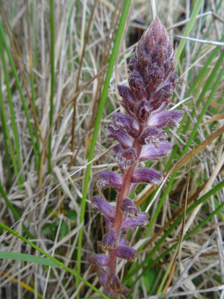 Orobanche minor - OROBANCHACEAE - Europe, potetiellement envahissante