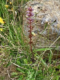 Orobanche minor . orobanchaceae .P1690288