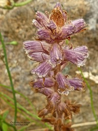 Orobanche minor .orobanchaceae. P1690289