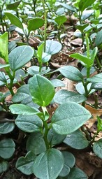 Peperomia borbonensis?    piperaceae. P1690388 - 