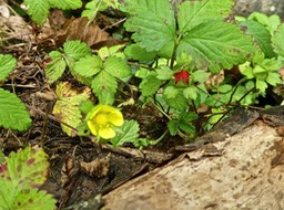 Potentilla indica (Duchesnea indica )fraise d'lo .fraise crapaud .rosaceae .espèce invasive .P1690375