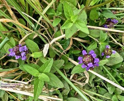 Prunella vulgaris .herbe catois .lamiaceae.espèce envahissante .P1690294