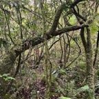 6.Syzygium cymosum - Bois de pomme rouge - Myrtacée - B.jpeg