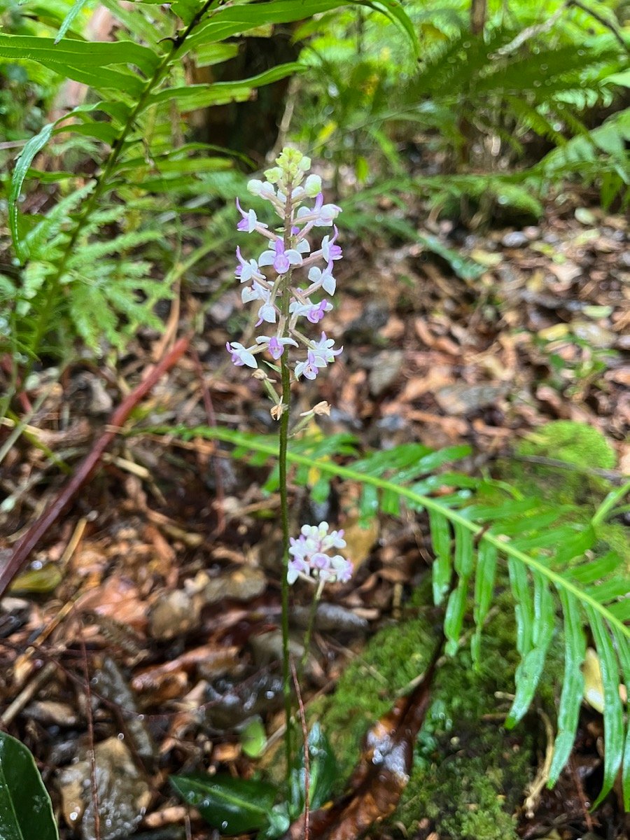 9. Cynorkis ridleyi - &Oslash; - Orchidaceae - indigène Réunion.jpeg