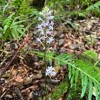 9. Cynorkis ridleyi - &Oslash; - Orchidaceae - indigène Réunion.jpeg