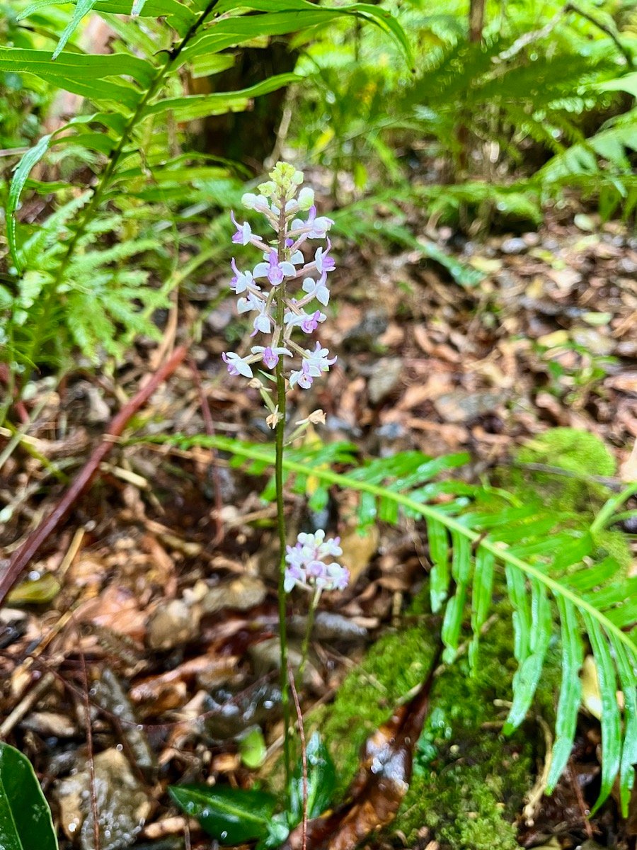 10. Cynorkis ridleyi - &Oslash; - Orchidaceae - indigène Réunion.jpeg
