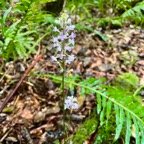 10. Cynorkis ridleyi - &Oslash; - Orchidaceae - indigène Réunion.jpeg